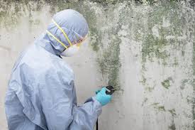 Best Mold Documentation for Insurance Claims in West Liberty, KY